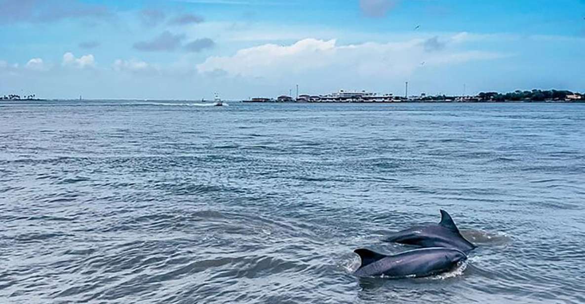Galveston: Dolphin-Watching Cruise With Guaranteed Sightings - Location & Meeting Point