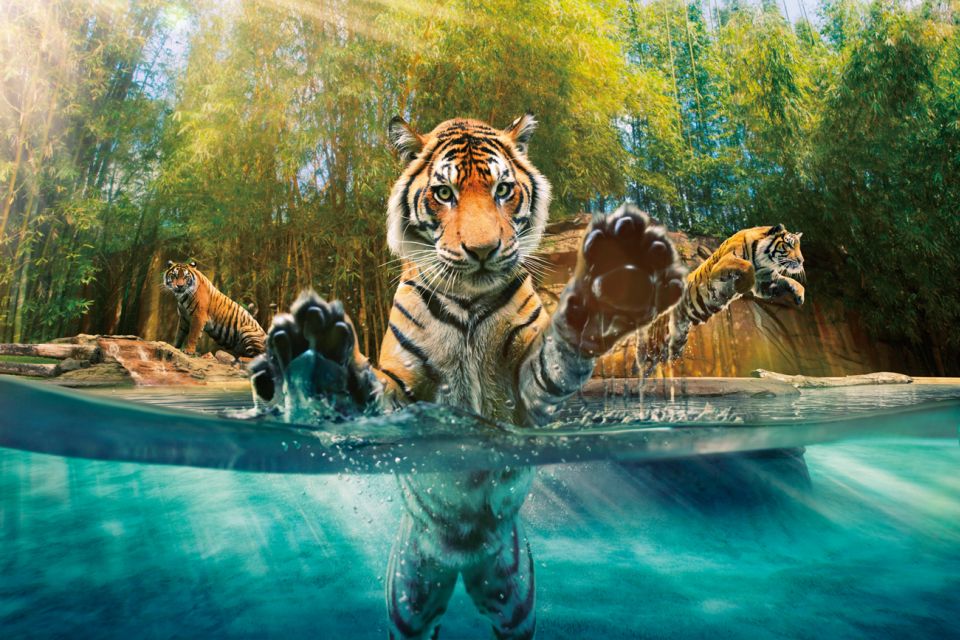 Gold Coast: Australia Zoo Ticket and Roundtrip Transfer - Inclusions