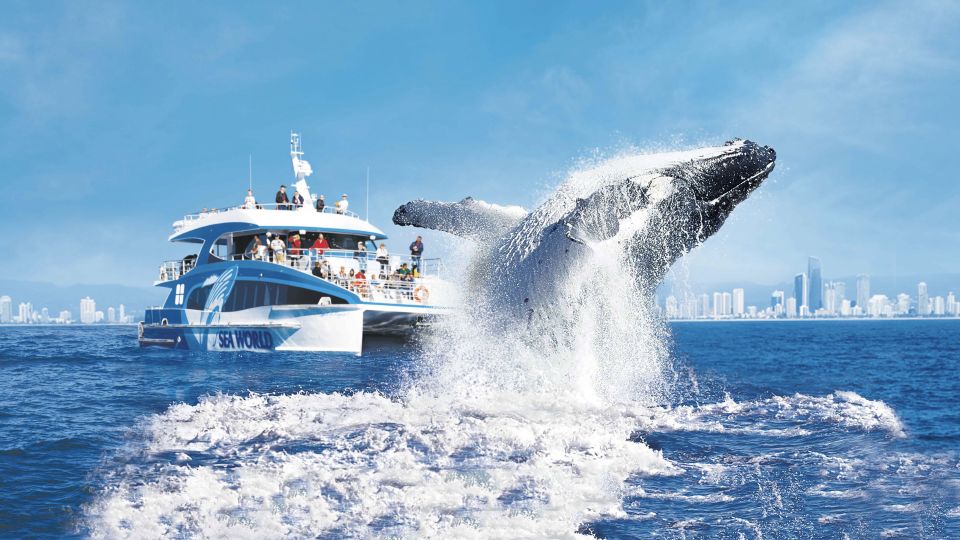 Gold Coast: Premium Whale Watching Cruise With Naturalist - Meeting Point and Important Information