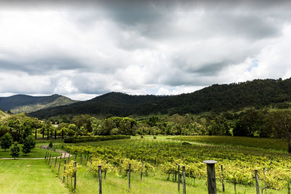 Gold Coast: Private Winery Tour in a New Luxury Vehicle - Tour Description