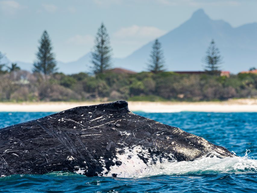 Gold Coast: Swim With Whales - Customer Reviews and Testimonials