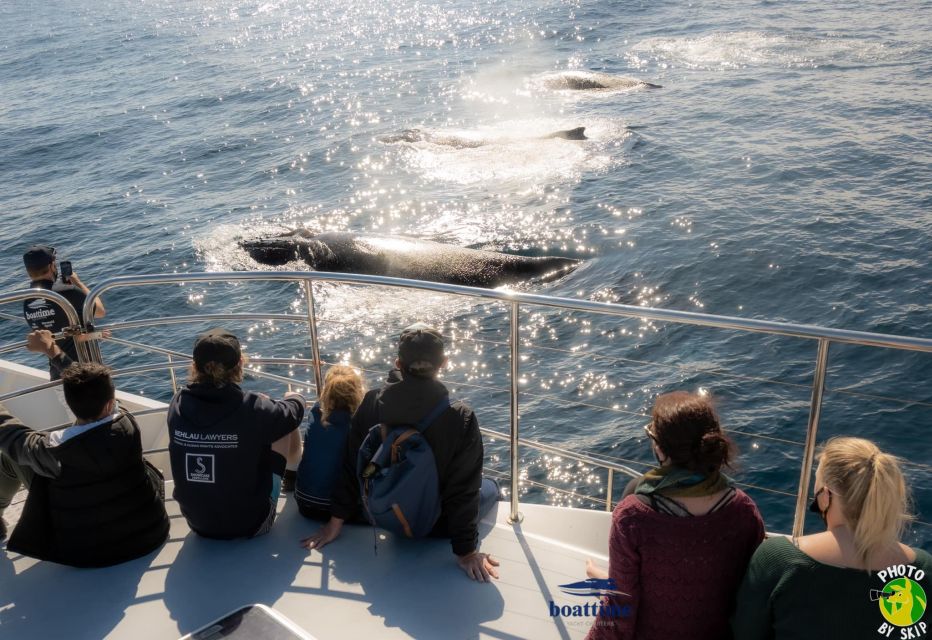 Gold Coast: Whale Watching Guided Tour - Meeting Point and Directions