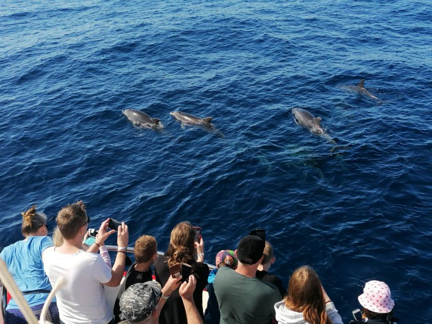 Gran Canaria: Dolphin and Whale Watching Cruise - Customer Experience