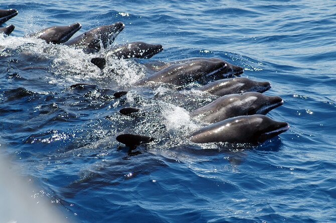 Gran Canaria Dolphin Watching Cruise - Cancellation Policy
