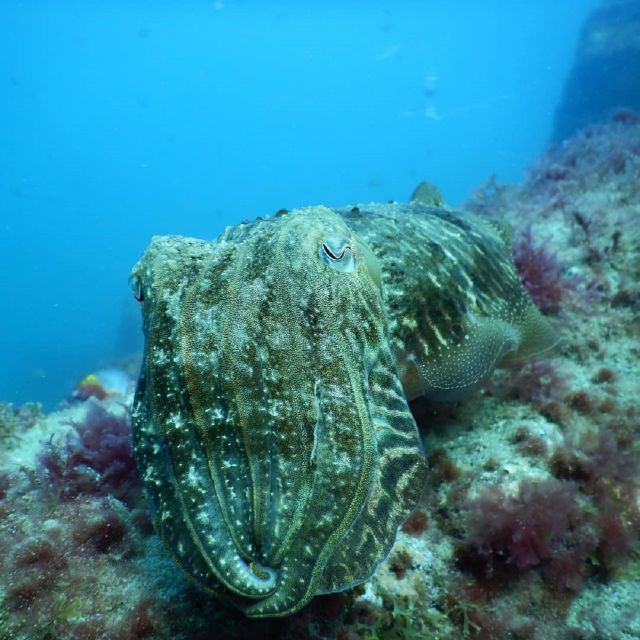 Gran Canaria: Morning Scuba Dive - Dive Sites and Marine Life