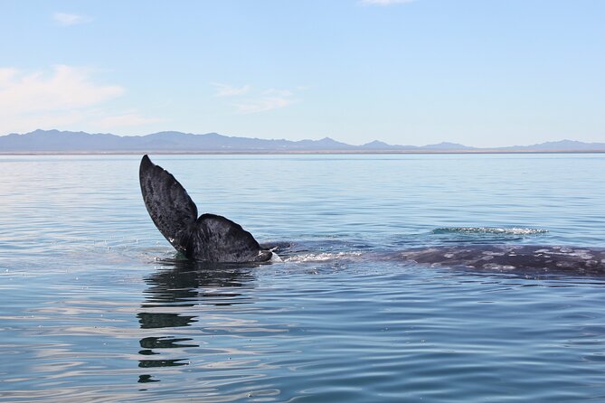 Gray Whale Watching Tour With Marine Biologist and Small Group - Photography Tips and Opportunities