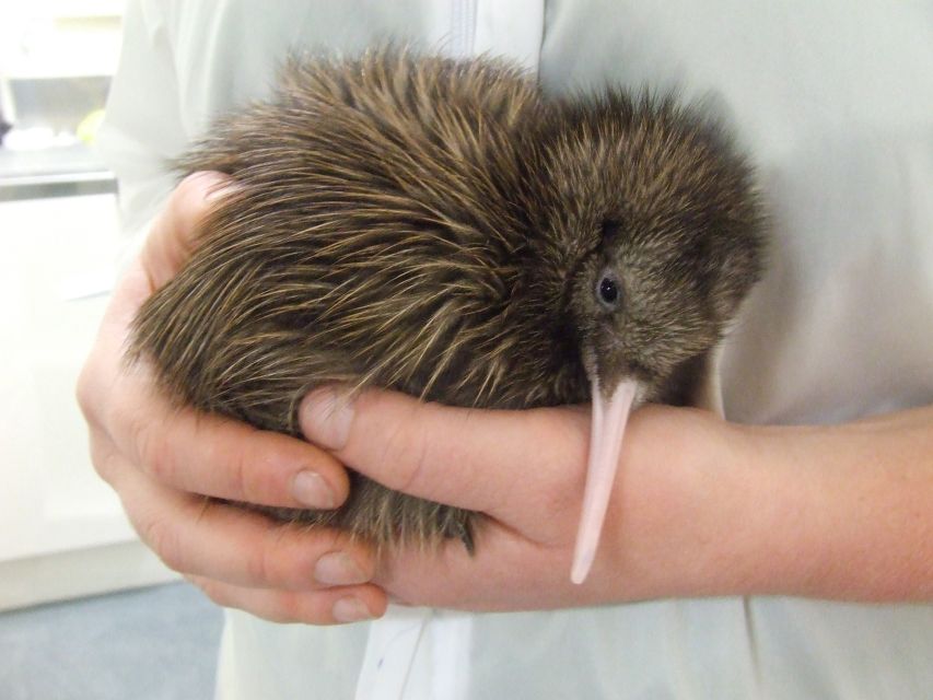 Greymouth: Glacier, Heritage & Wildlife Centre Guided Tour - Common questions