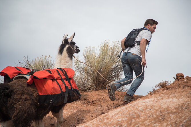 Guided Awesome 2-Hour Llama Hikes Private Experience - Directions