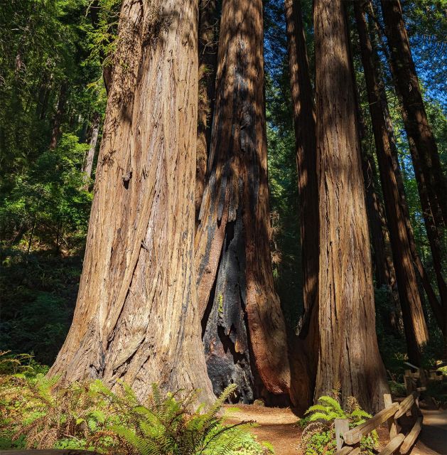 Guided Electric Bike Tour to Muir Woods - Activity Highlights