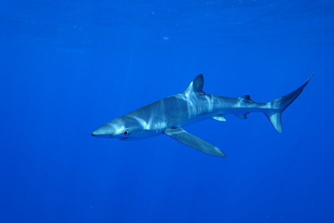 Guided Swimming Experience With Sharks in Portugal - Safety Guidelines