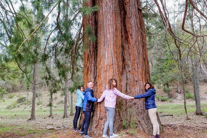 Guided Visit to the Redwoods of La Losa. - Assistance Available