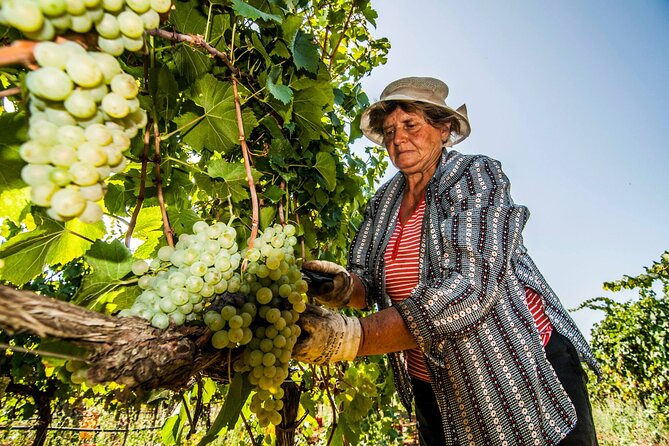 Guided Visit to the Vineyard With Wine Tasting - Operational Insights for Viator