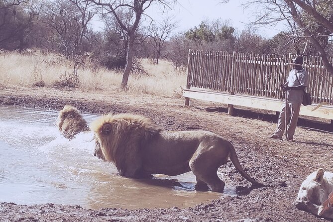 Guided Walking With Lions Bush-Walk Tour - Common questions