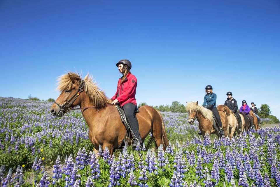 Hafnarfjörður: Horseback Riding Tour in Reykjavik Area - Last Words