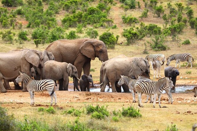Half-Day Addo Elephant National Park Safari - Park Conservation Efforts