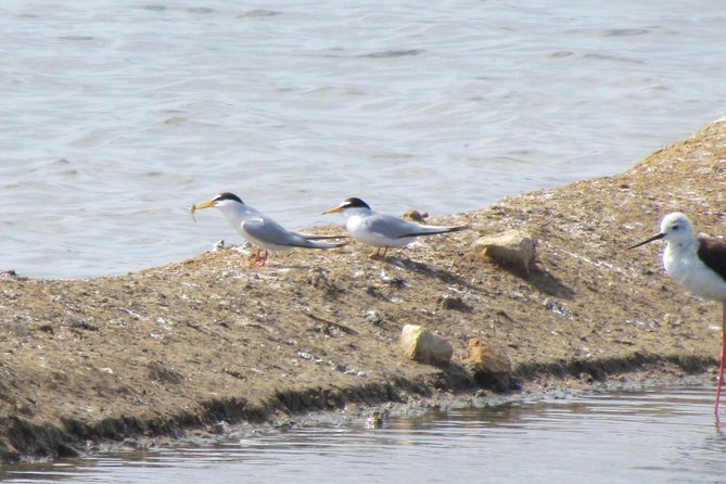 Half-Day Birdwatching Around Tavira - Additional Information