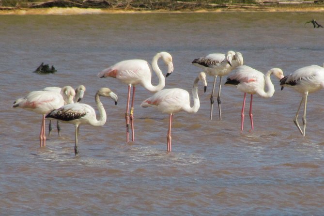 Half-Day Birdwatching at the Abicada Marshed - Common questions