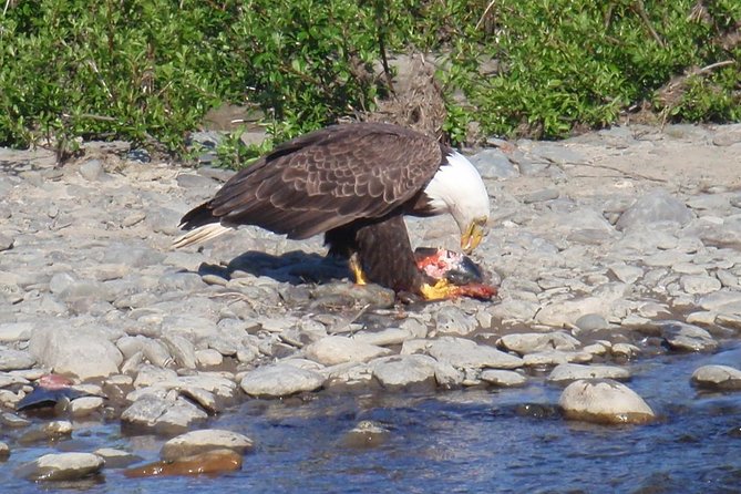 Half-Day Fishing Trip on the Kenai River - Reviews and Additional Information