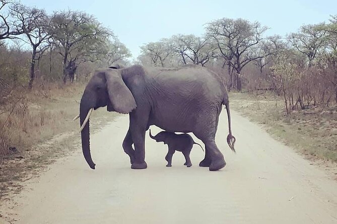 Half Day Kruger Open Vehicle Safari From Marloth Park - Tour Experience