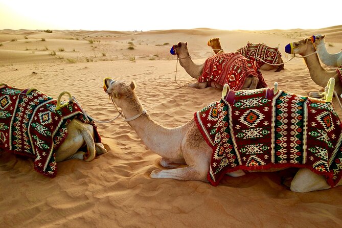 Half-Day Morning Desert Safari in Abu Dhabi - Common questions