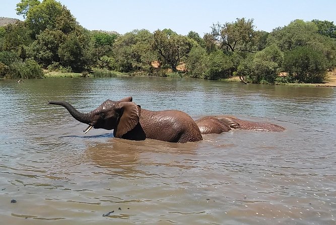 Half Day Safari Tour From Johannesburg - Fascinating Wildlife of South Africa