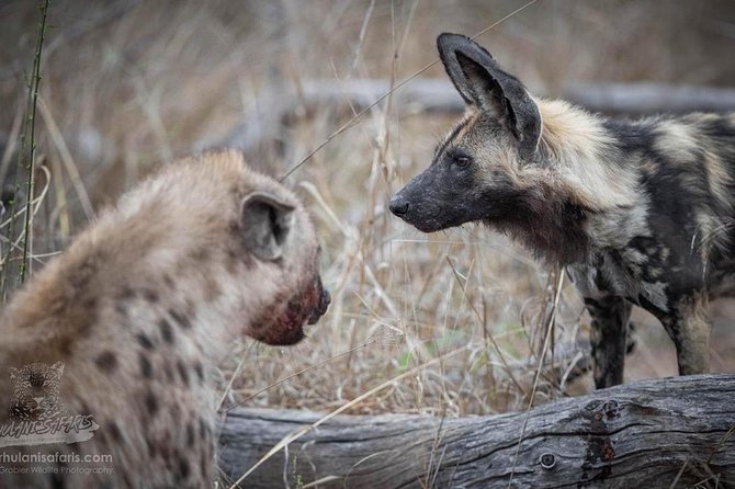 Half Day Safaris By Robbie Williams Safaris - Wildlife Encounters