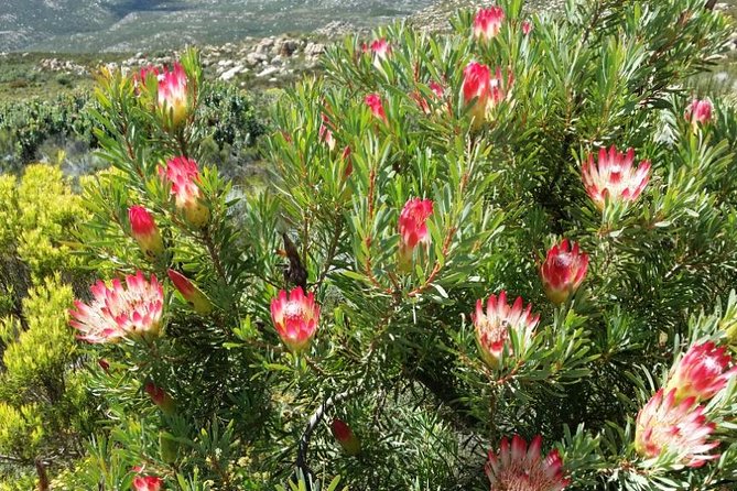 Half-Day Swartberg Pass PRIVATE Tour (Including Lunch & Transfer - Oudtshoorn) - Traveler Support