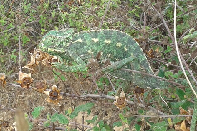 Half Day Walking Tour in Ria Formosa Nature Park - Health and Safety Guidelines