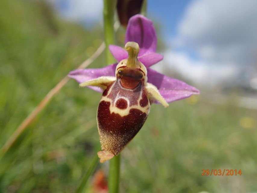 Heraklion: Springtime Plant Walk and Birdwatching in Nature - Directions