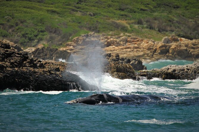 Hermanus Land Based Whale Walking Tour With Dave De Beer - Additional Information