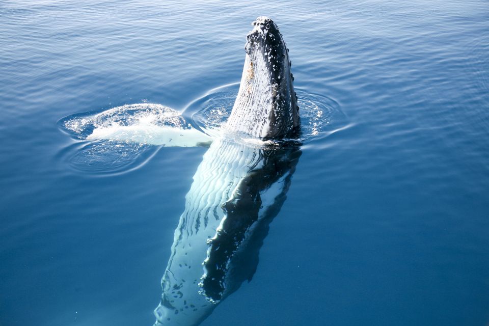 Hervey Bay 4-Hour Whale Watch Encounter - Indulge in Morning or Afternoon Tea