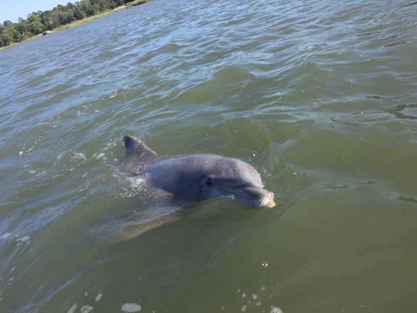 Hilton Head Island: Disappearing Island Dolphin Tour - Booking Information