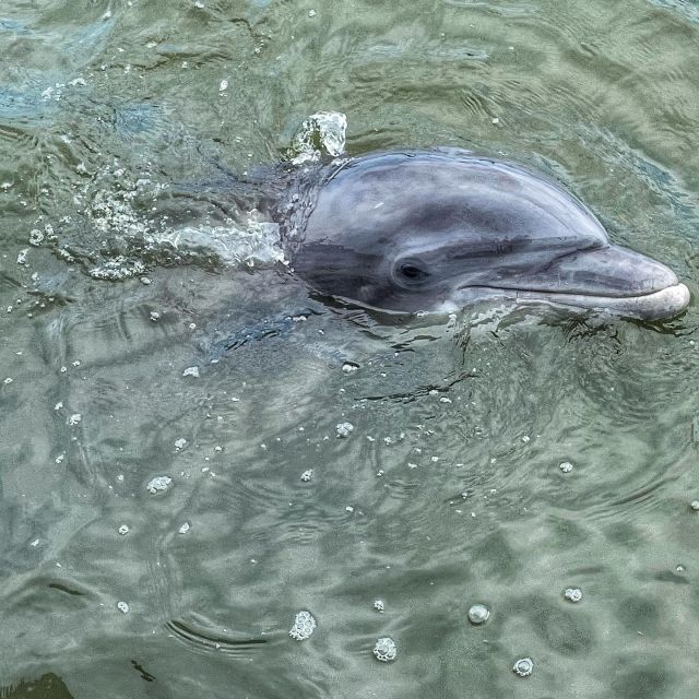 Hilton Head Island: Dolphin Cruise & Nature Tour - Customer Reviews Overview