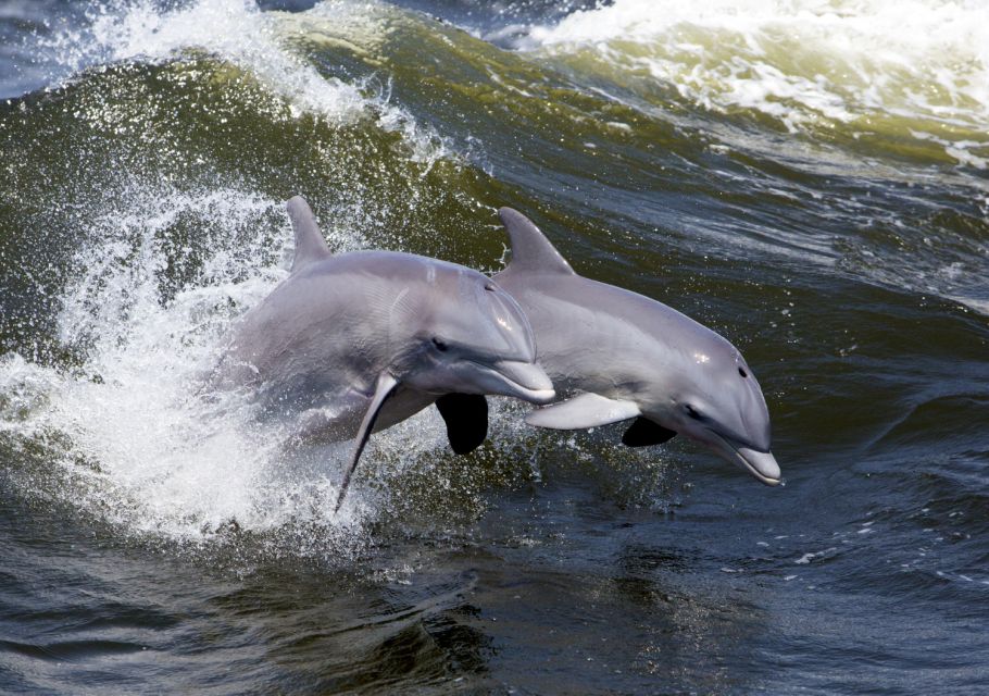 Hilton Head Island: Dolphin Nature Cruise - Last Words