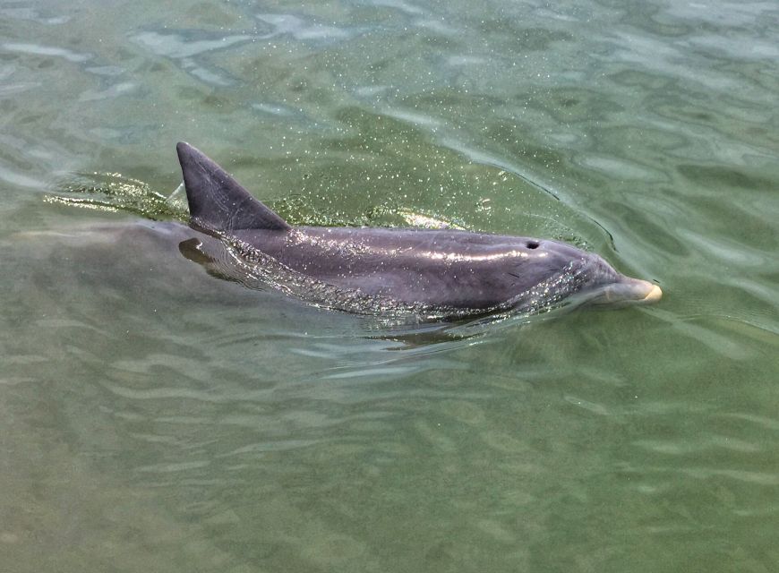 Hilton Head Island: Dolphin Watching Cruise With Donuts - Waterway Exploration Guide