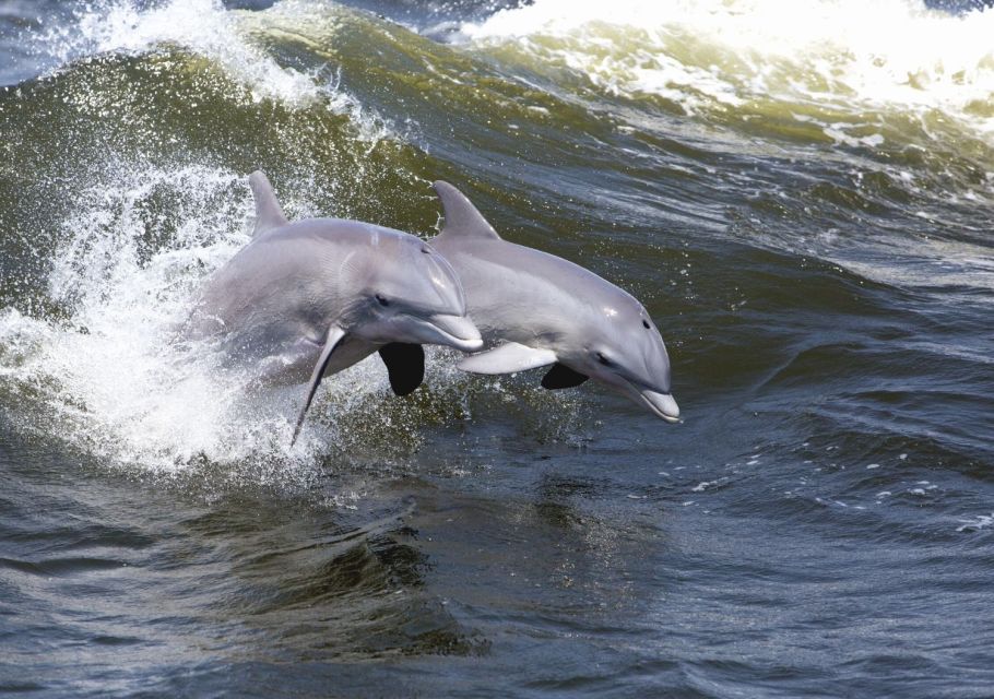 Hilton Head Island: Sunset Dolphin Cruise - Booking Information