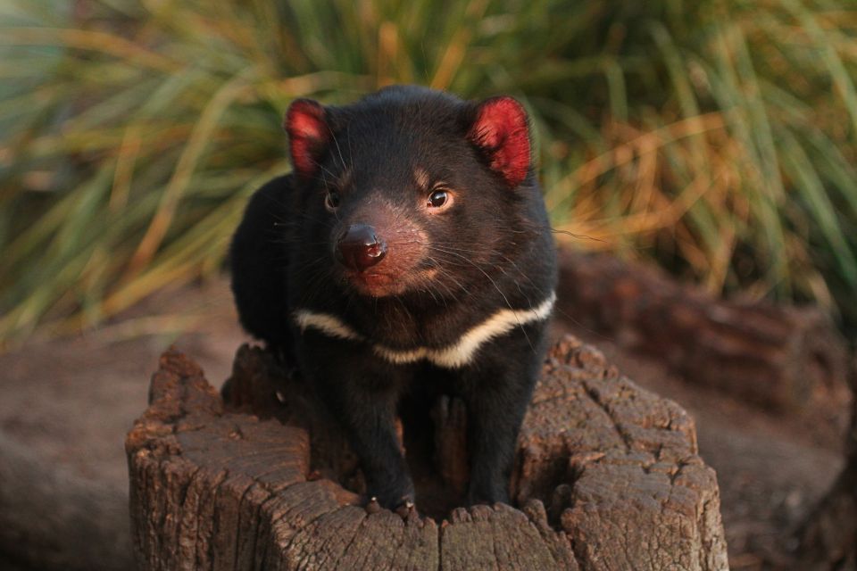 Hobart: Bonorong Wildlife Sanctuary Guided Night Tour - Cancelation Policy