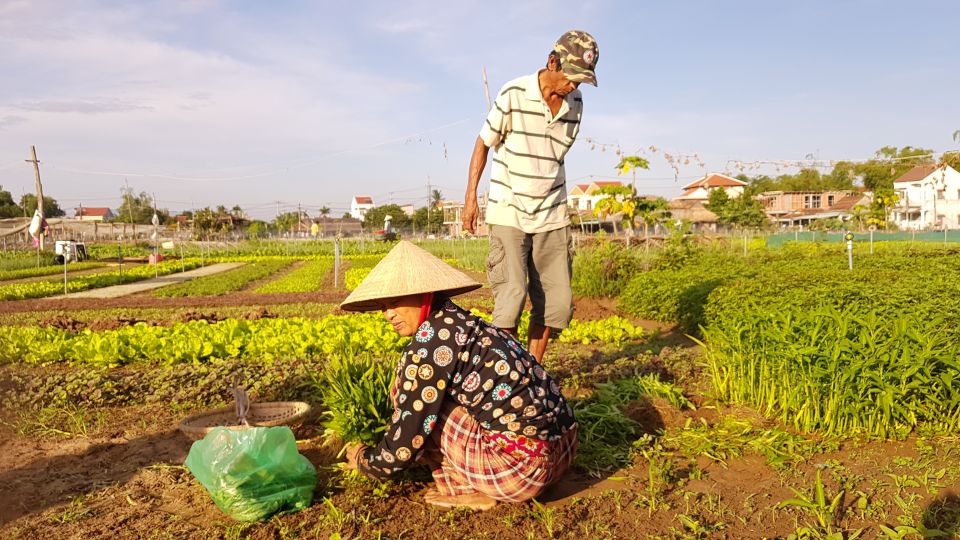 Hoi an Ancient Town and Traditional Village by Bicycle - Immerse in Local Culture on Wheels