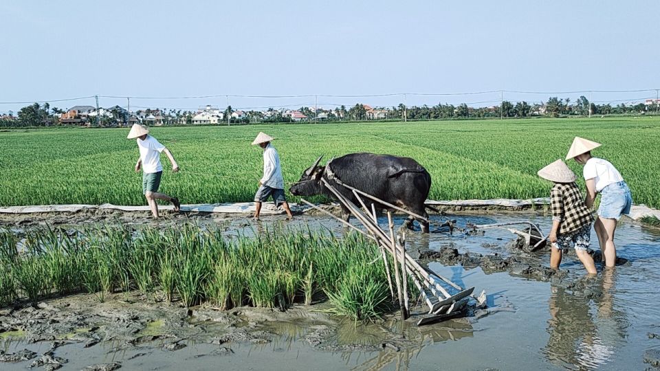 Hoi An: Countryside by Cycling, Buffalo Riding & Do Farming - Recommendation and Availability