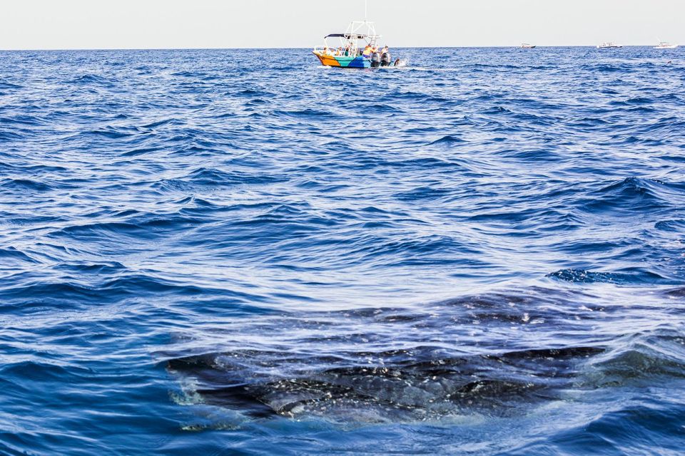 Holbox: Whale Shark Encounter and Marine Adventure - Inclusions