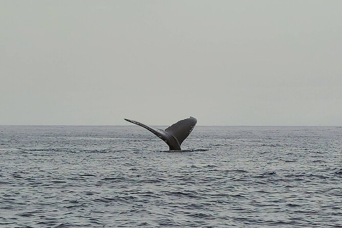 Honolulu Private Whale-Watching Cruise  - Oahu - Viator Information