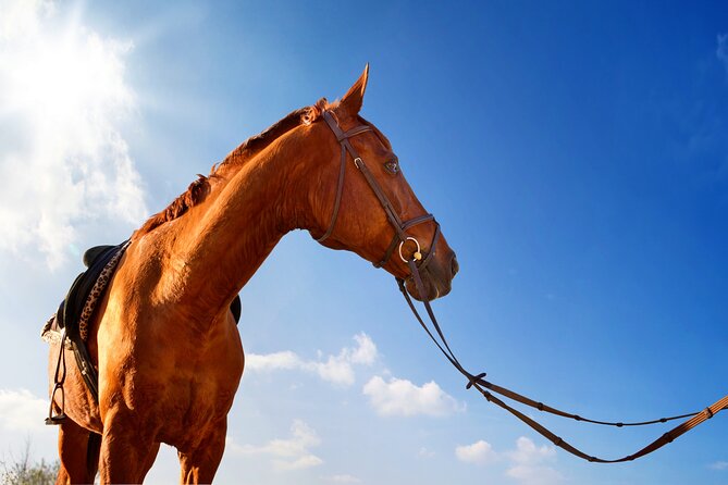 Horse Riding on the Beach in Side - Booking Details and How to Reserve