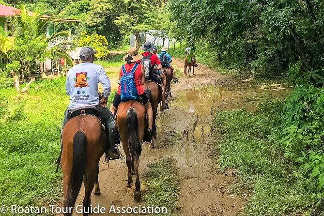 Horseback Riding Trail Tour, Roatan Letters and Ocean in Flowers Bay - Cancellation Policy and Reviews