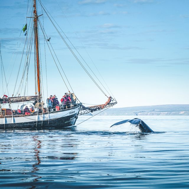 Húsavík: Whale Watching by Traditional Wooden Sailing Ship - Review Ratings