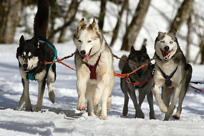 Husky Ride Private Tour From Krakow - Additional Booking Details