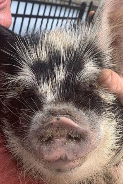 Hutto: Kunekune Pig Farm Tour - Common questions