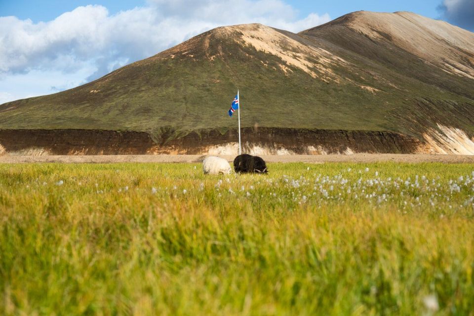 Iceland: Landmannalaugar Guided Hiking Experience - Review Summary