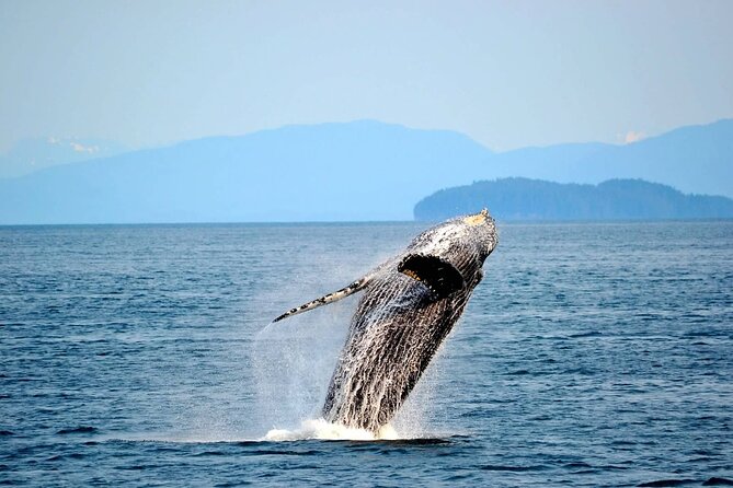 Icy Strait Whale & Wildlife Endeavor - Pricing Details