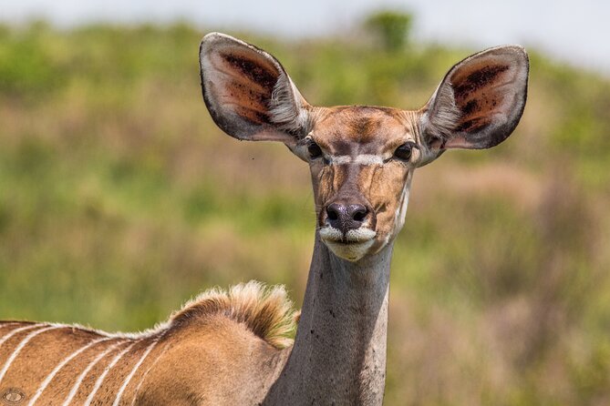 Isimangaliso Sunset Game Drive - Expectations and Requirements