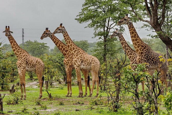 Isimangaliso Wetlands Park & Hluhluwe Imfolozi Game R 2 Day Tour From Durban - Customer Feedback and Reviews